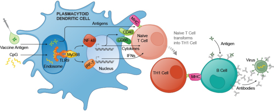 一文了解疫苗增效剂——CpG 免疫佐剂