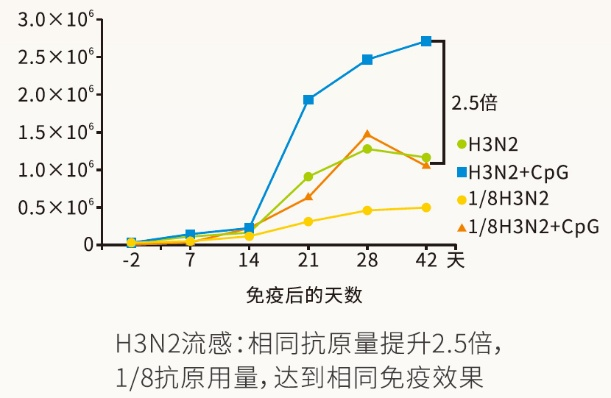 一文了解疫苗增效剂——CpG 免疫佐剂