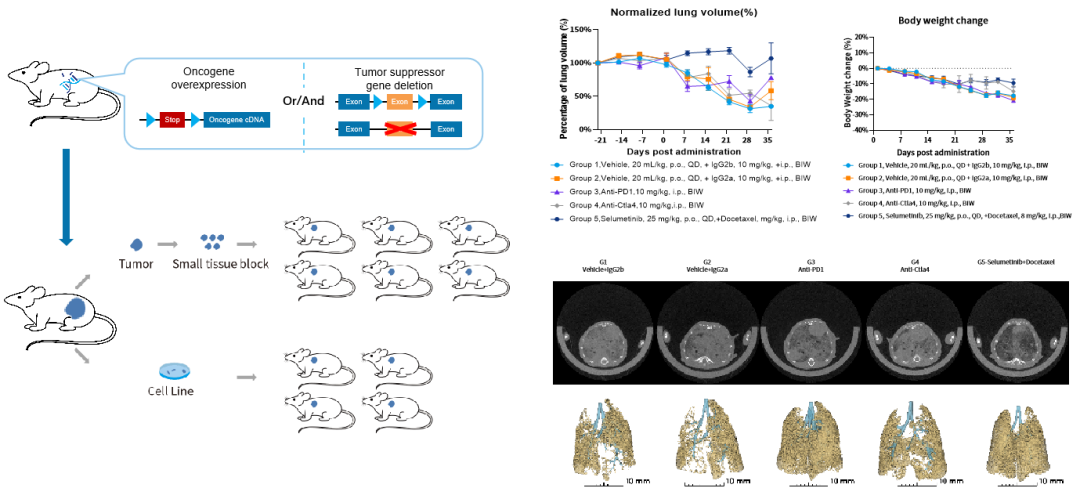 开学伊始，你的模式动物选好了吗！
