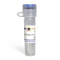 E.coli Single-Stranded DNA Binding Protein (SSB)