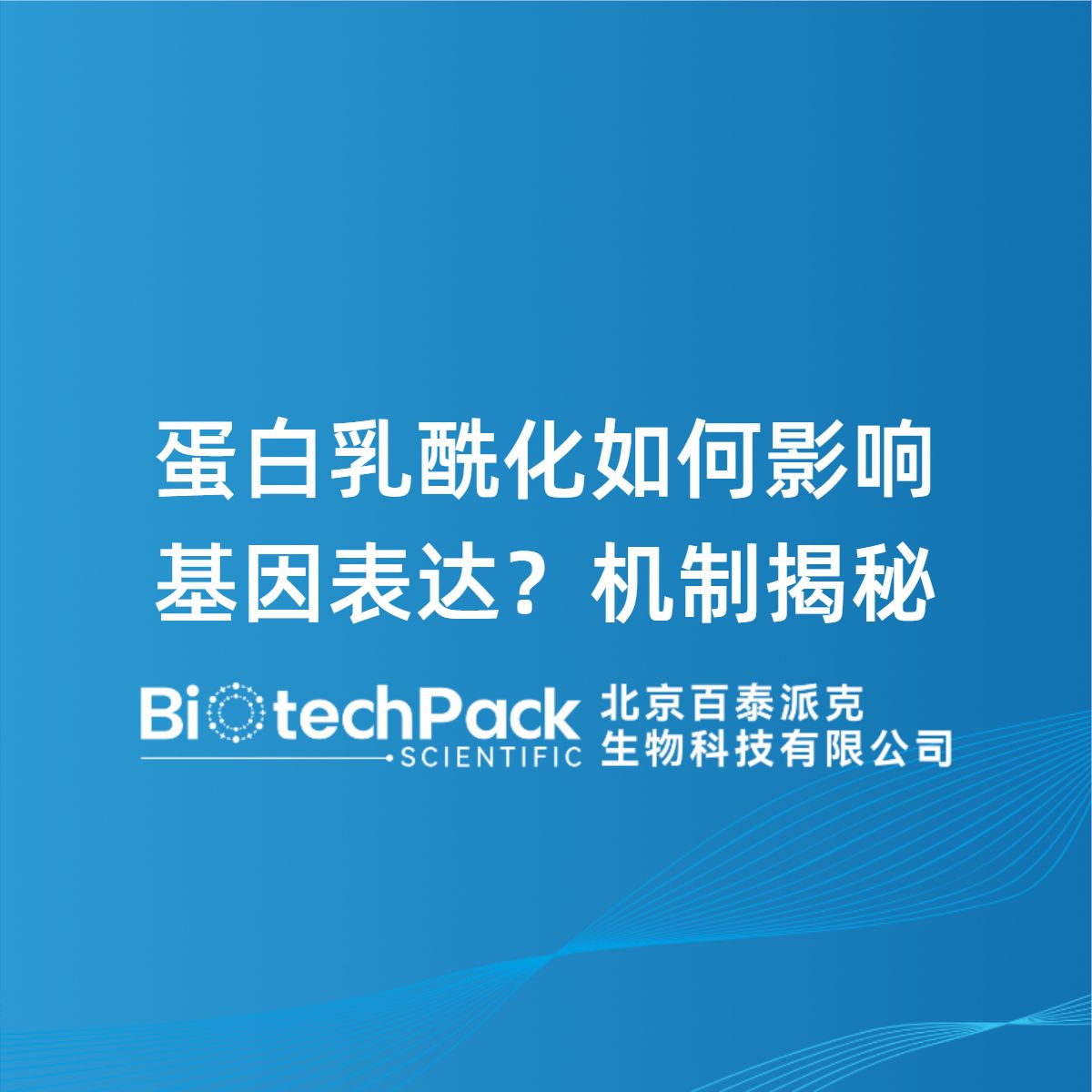 蛋白乳酰化如何影响基因表达?机制揭秘