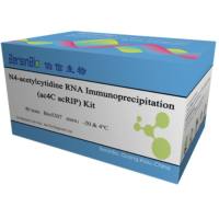 RNA乙酰化免疫共沉淀技术(ac4C acRIP)