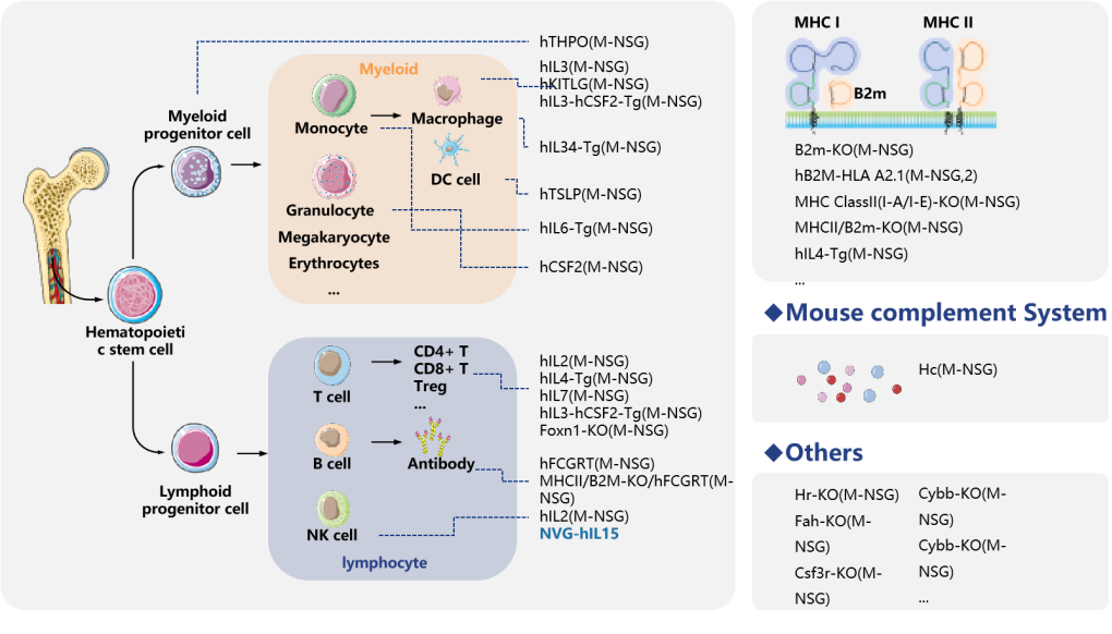 开学伊始，你的模式动物选好了吗！