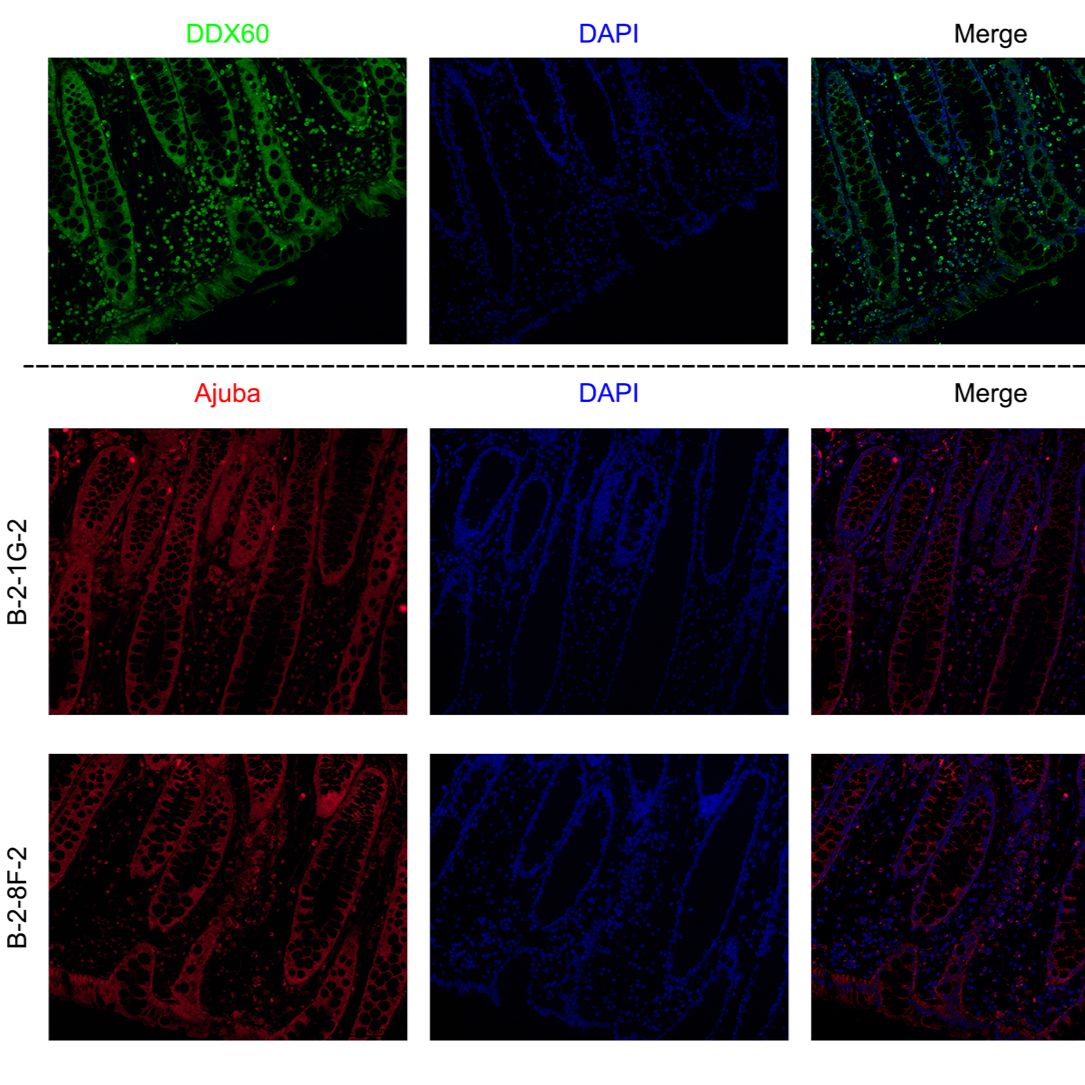 阿朱巴 LIM 蛋白AJUBA 单克隆抗体