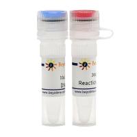 TUNEL检测阳性对照制备试剂盒