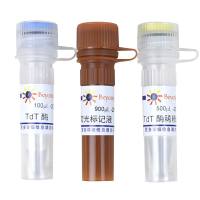 一步法TUNEL细胞凋亡检测试剂盒(红色荧光)