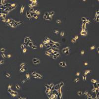 浙江（杭州）美森-人胰腺癌细胞 HPAC