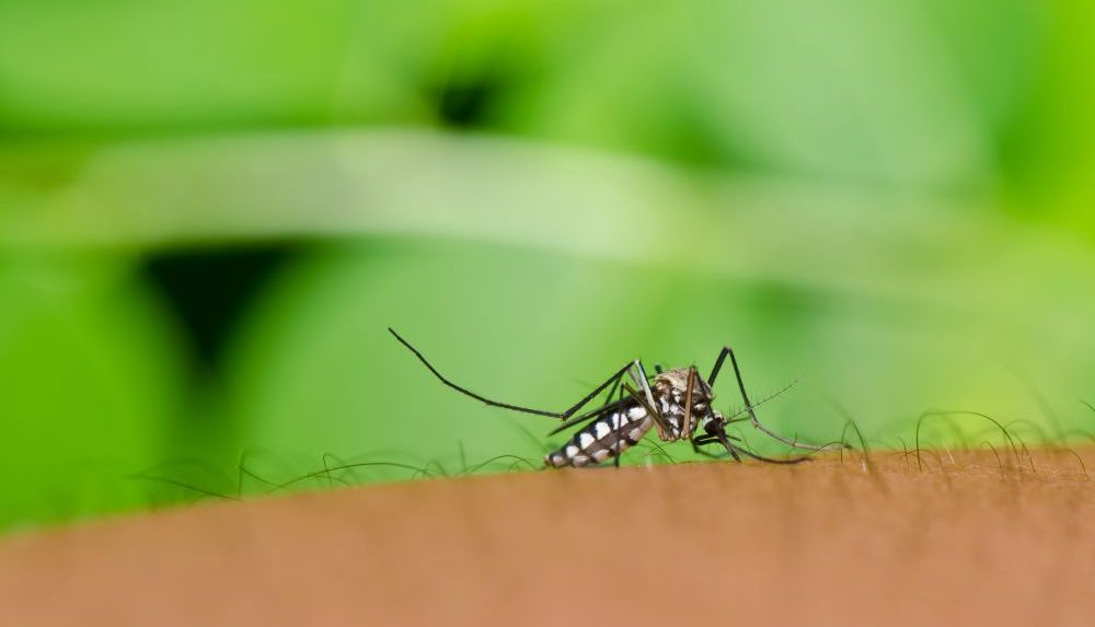 登革热和基孔肯雅热的皮疹特点