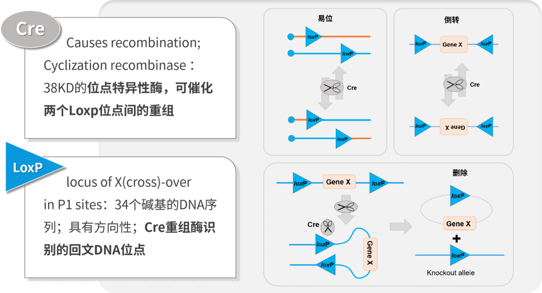 开学伊始，你的模式动物选好了吗！