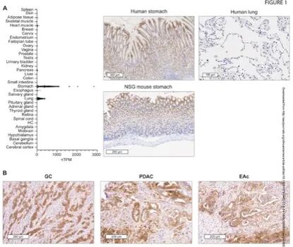 AZD6422的预临床评估