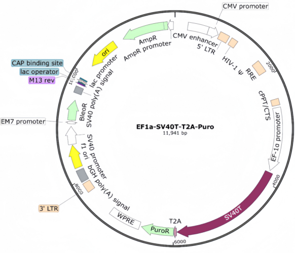 pGMLV-EF1a-SV40T-Puro Lentivir