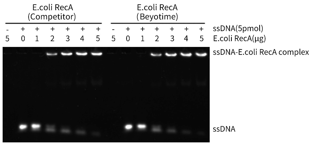 Recombinant E.coli RecA Protei