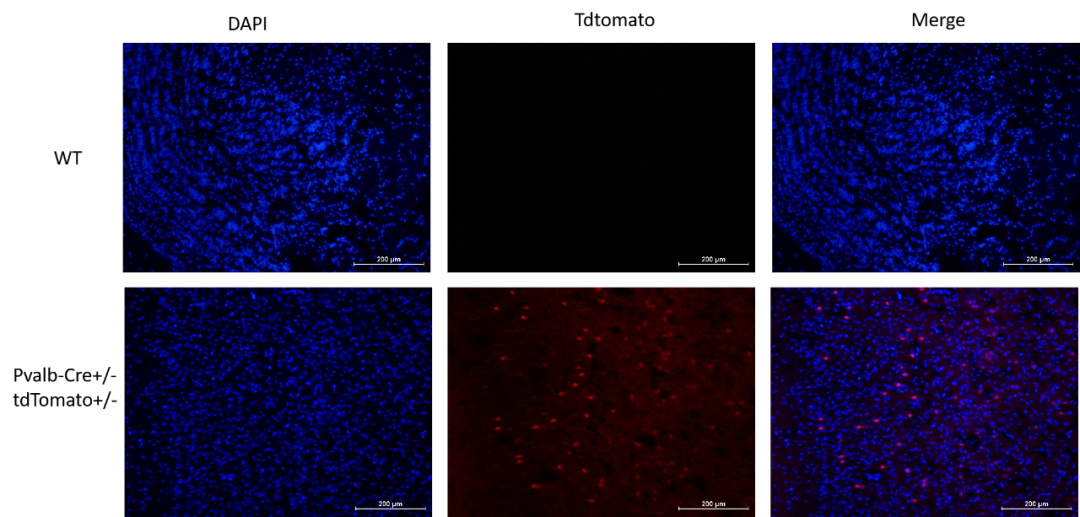 开学伊始，你的模式动物选好了吗！