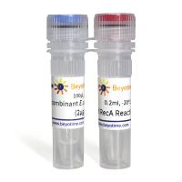 Recombinant E.coli RecA Protein