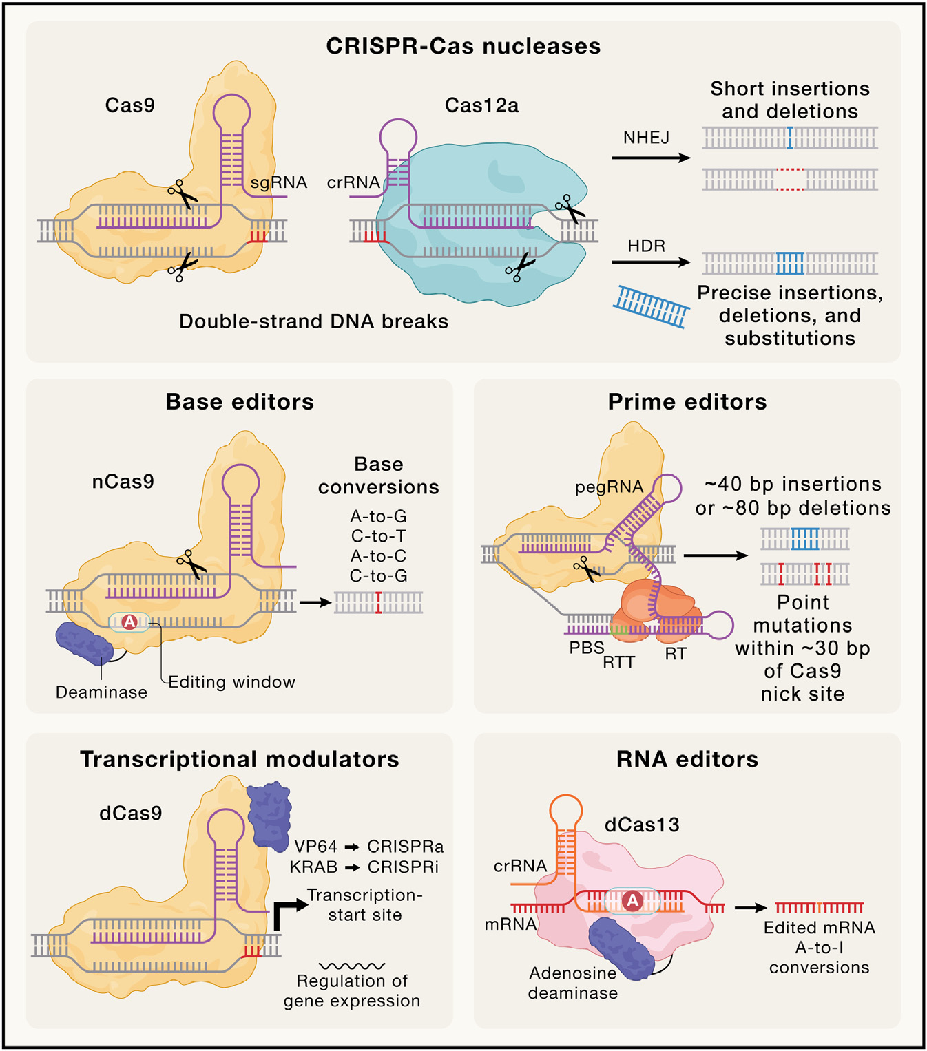 告别实验 “内卷”！ “三合一” 慢病毒家族，重新定义细胞基因编辑效率