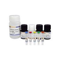 BeyoClick™ EdUTP TUNEL细胞凋亡检测试剂盒(显色法)