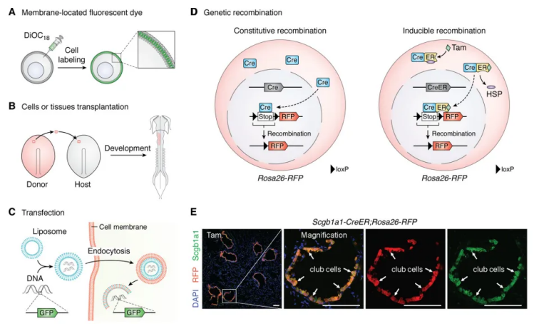 开学伊始，你的模式动物选好了吗！