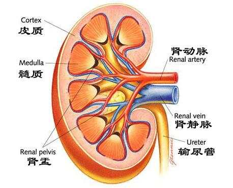 肾皮质上皮细胞-解锁肾脏疾病研究和药物筛选新模型