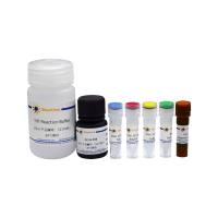 BeyoClick™ EdUTP-488 TUNEL细胞凋亡检测试剂盒