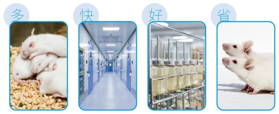 新学期小鼠不够、周龄不齐？一文帮你告别繁育焦虑