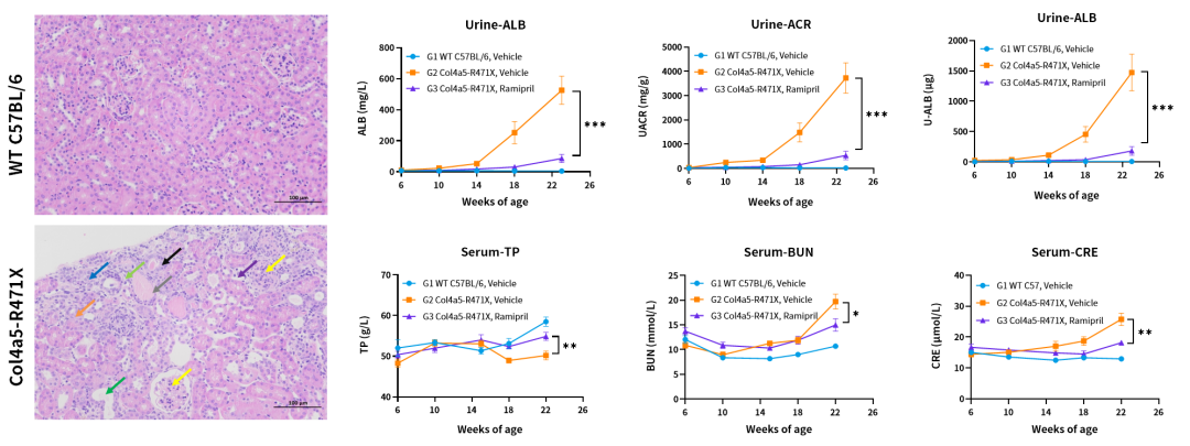 开学伊始，你的模式动物选好了吗！