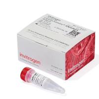 Lipofectamine™ RNAiMAX 转染试剂，13778075