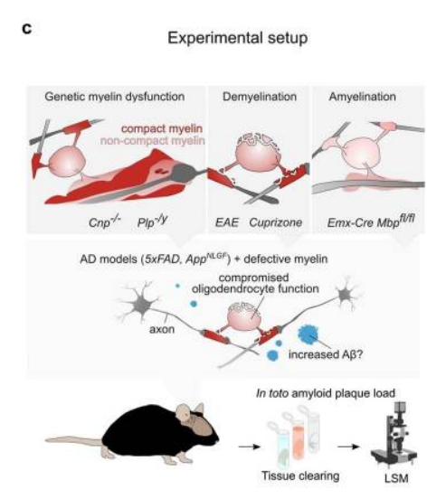 Nature  |  组织透明化三维成像揭示AD发病重要因素