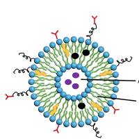甘露糖功能化利福平脂质体增强巨噬细胞摄取与抗菌活性 RIF@liposome-Man