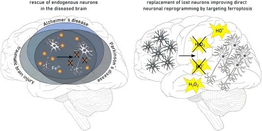 IF:10.6,单细胞转录组+铁死亡+衰老+多酚纳米技术!