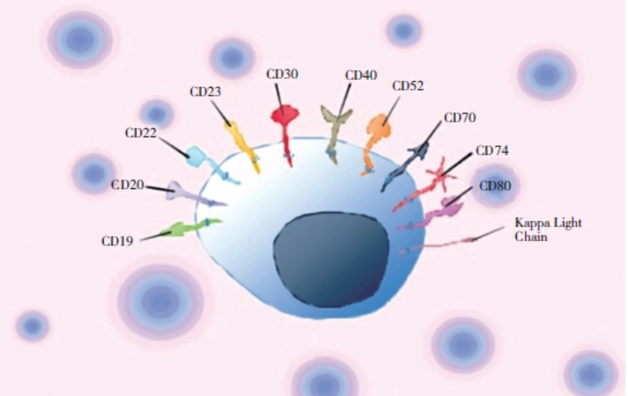 为什么CD20被誉为肿瘤治疗的“黄金靶点”？