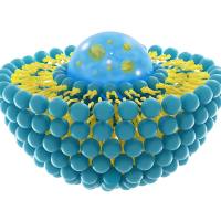 负载美法仑的脂质体 Melphalan@liposome