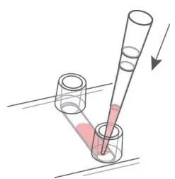 手把手教你高效完成细胞免疫荧光染色