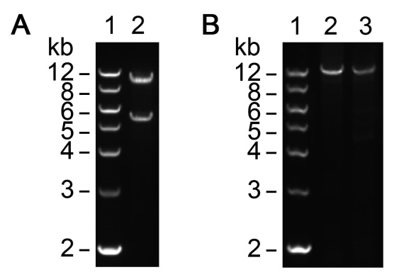 QuickMutation™ Plus基因定点突变试剂盒