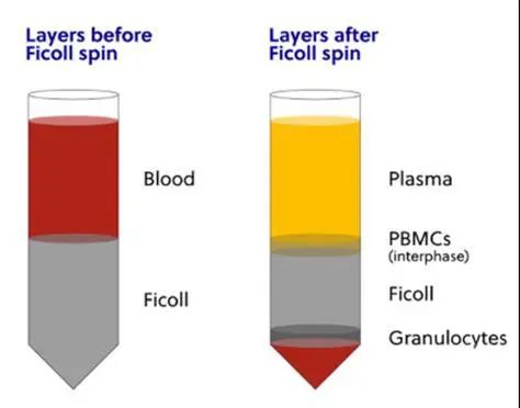 原代脾脏淋巴细胞提取全攻略：从原理到操作