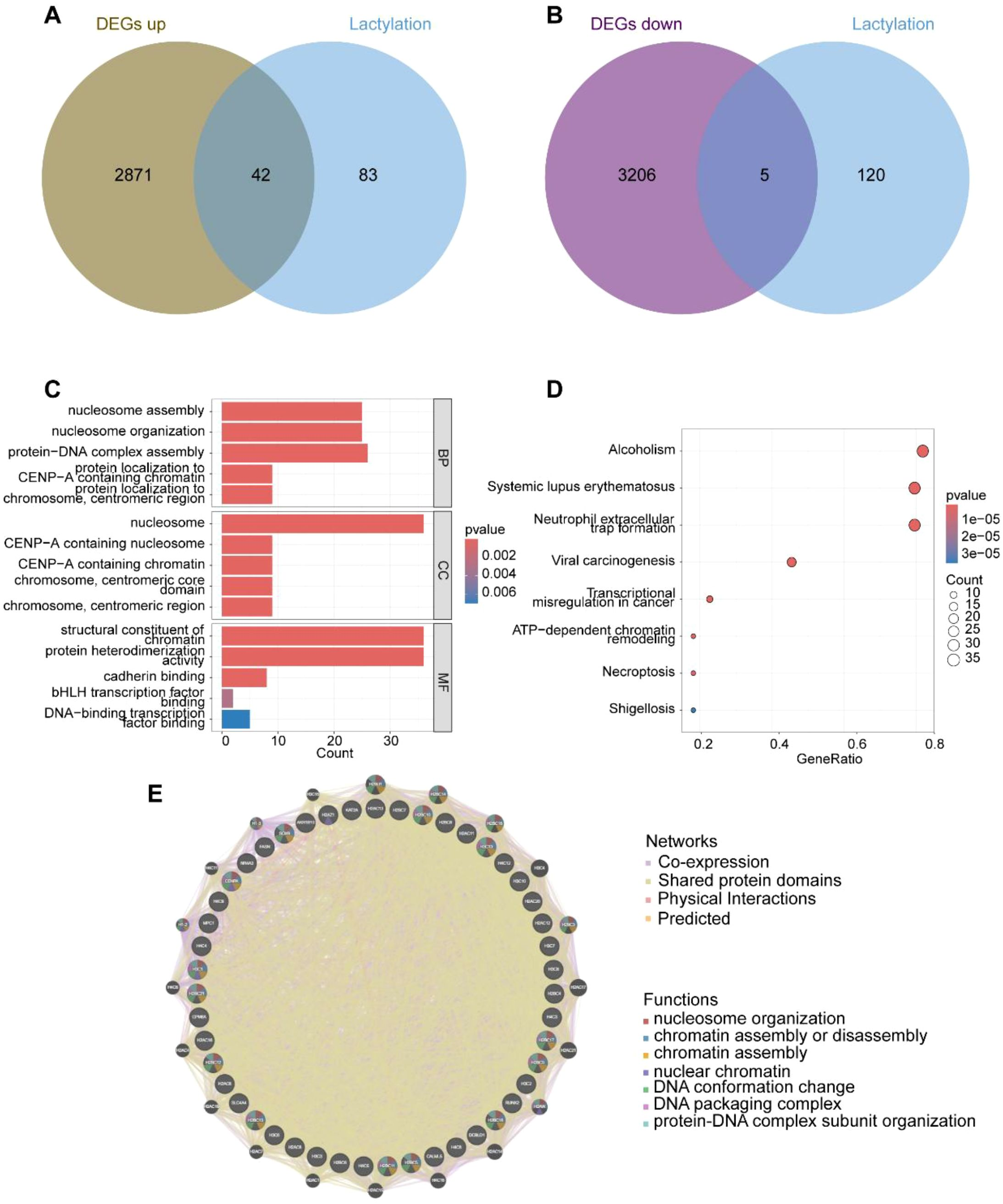 IF:5.9单细胞+乳酸化+机器学习,赋能锁定膀胱癌“代谢-乳酸化”双靶点FASN/RUNX2!