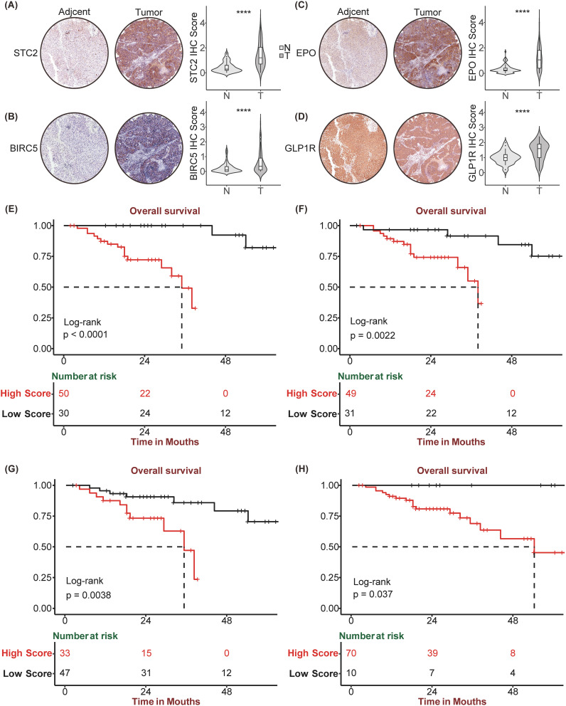 IF5.9,基于分子亚型的免疫相关特征,用于预测肝细胞癌的预后和免疫治疗效果