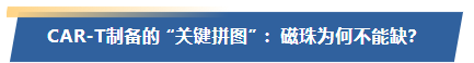 CAR-T制备的 “关键拼图” :磁珠为何不能缺?