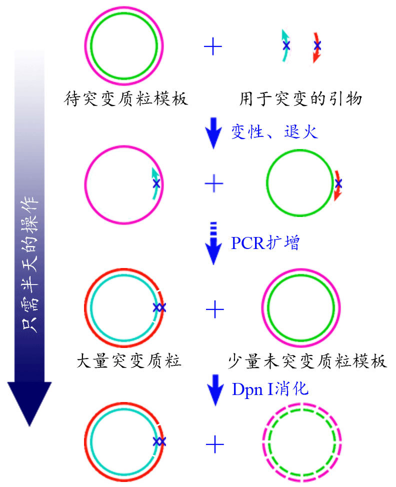 QuickMutation™ Plus基因定点突变试剂盒