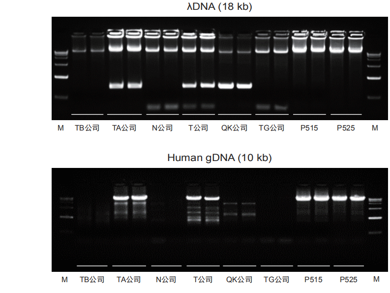 模板兼容性强的新一代高保真DNA聚合酶 Phanta Max