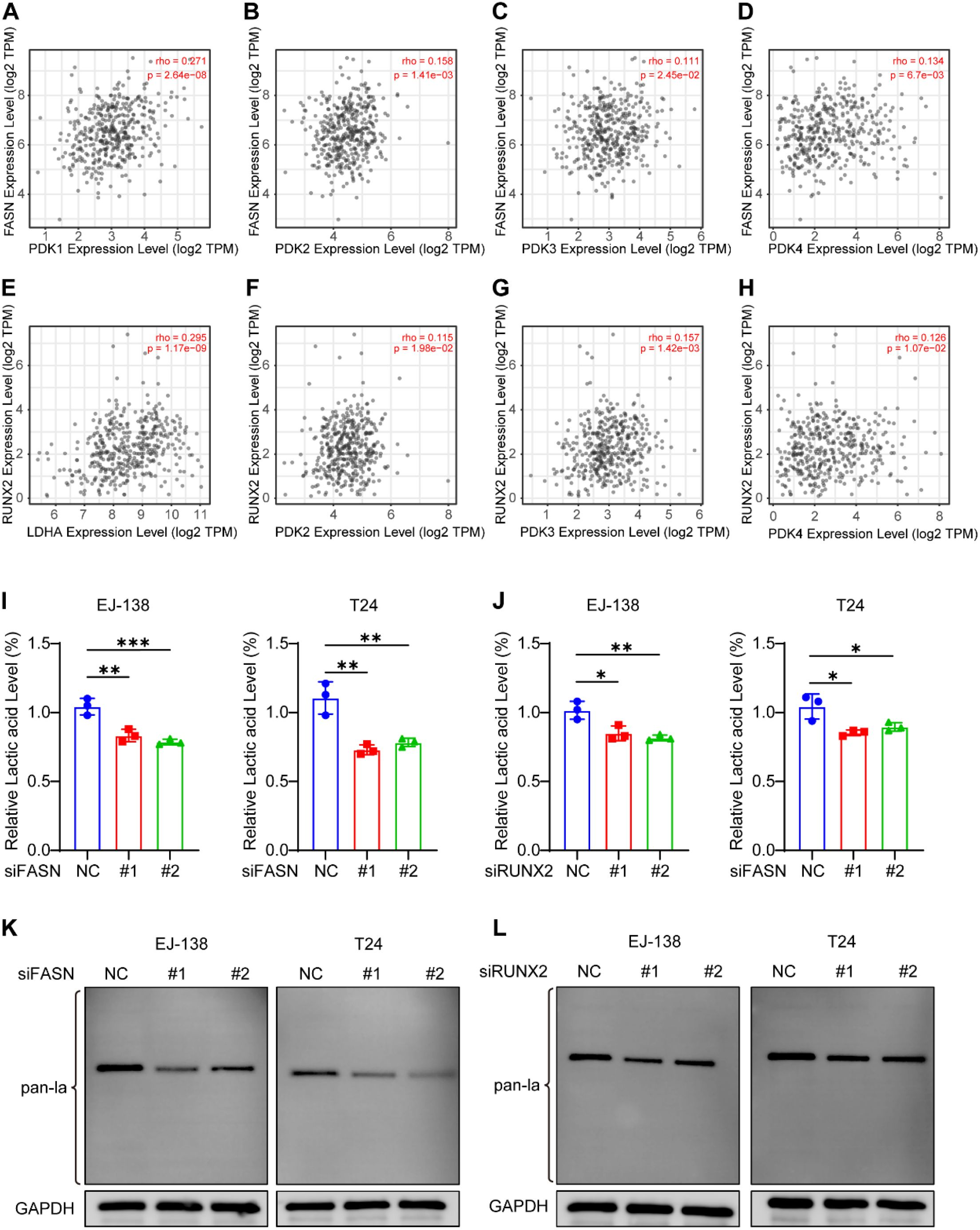 IF:5.9单细胞+乳酸化+机器学习,赋能锁定膀胱癌“代谢-乳酸化”双靶点FASN/RUNX2!