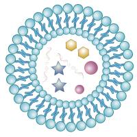 具备荧光成像能力的环RGD修饰负载顺铂脂质体在肺癌耐药性治疗中的应用 CDDP/Coumarin-6@Liposome-cRGD