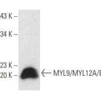 MYL9/MYL12A/B 抗体 (D-9): sc-48414