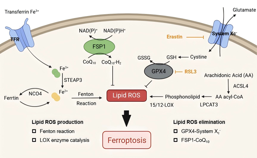 IF:10.6,单细胞转录组+铁死亡+衰老+多酚纳米技术!