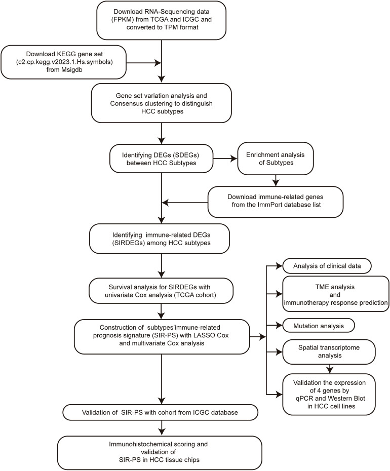 IF5.9，基于分子亚型的免疫相关特征，用于预测肝细胞癌的预后和免疫治疗效果