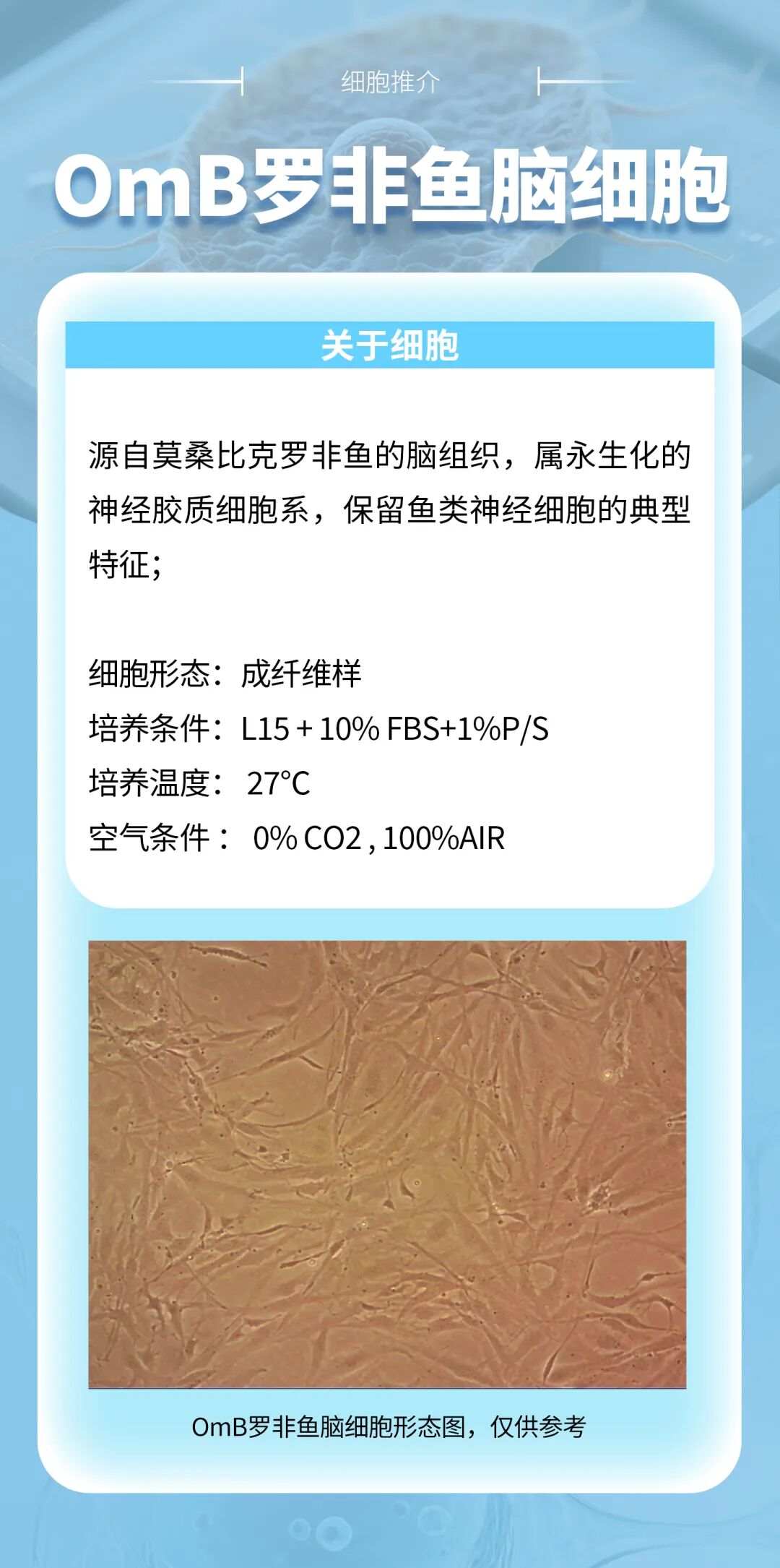 细胞推介—OmB罗非鱼脑细胞