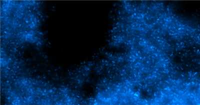 NanoTag-sdAb抗PSD95生物素现货促销，助力科研加速！