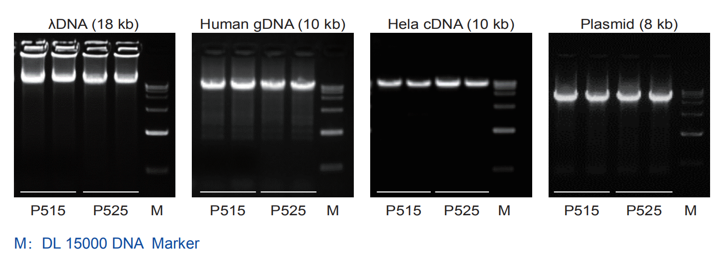 模板兼容性强的新一代高保真DNA聚合酶 Phanta Max