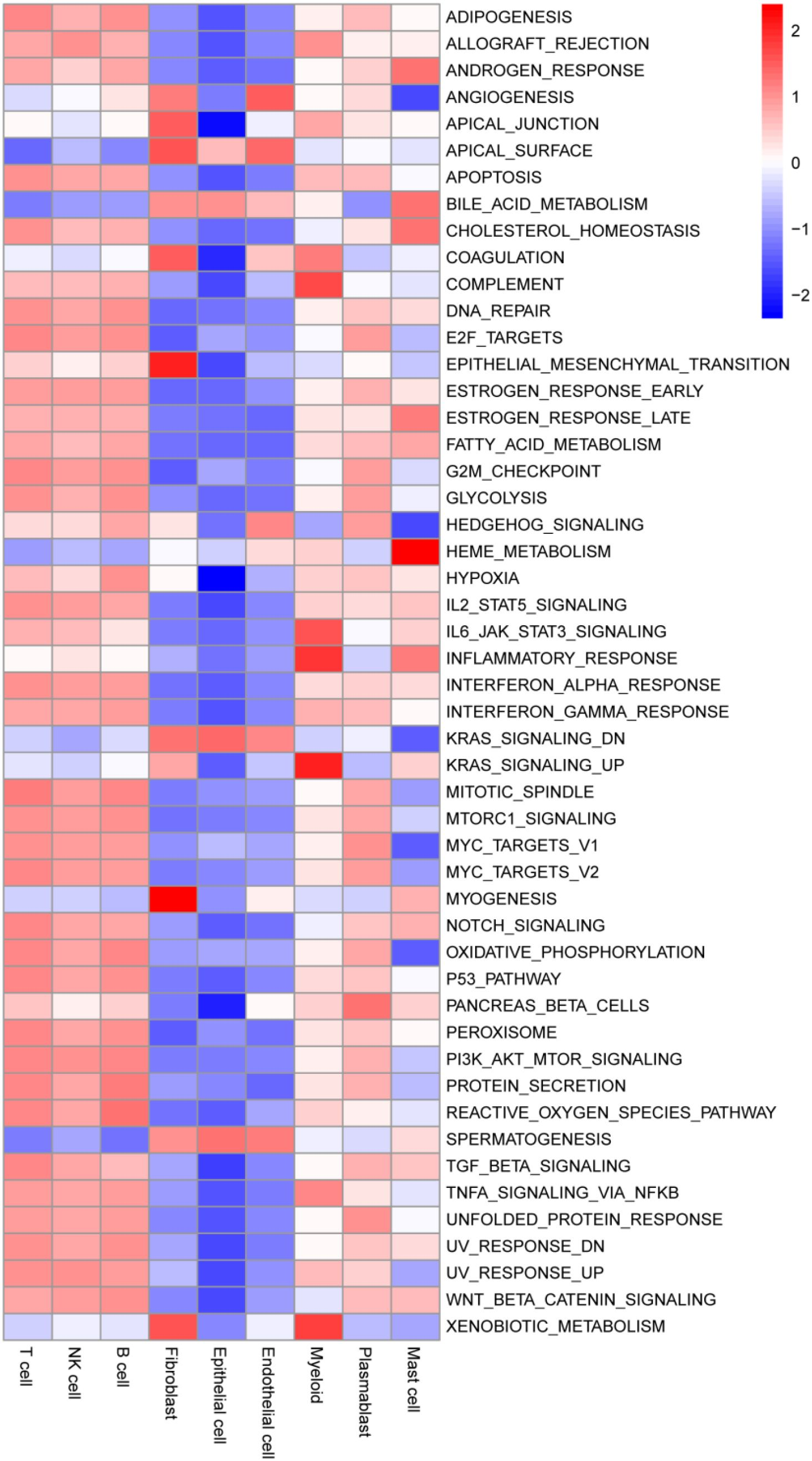 IF:5.9单细胞+乳酸化+机器学习,赋能锁定膀胱癌“代谢-乳酸化”双靶点FASN/RUNX2!