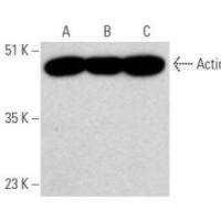 mouse anti-goat IgG-HRP: sc-2354