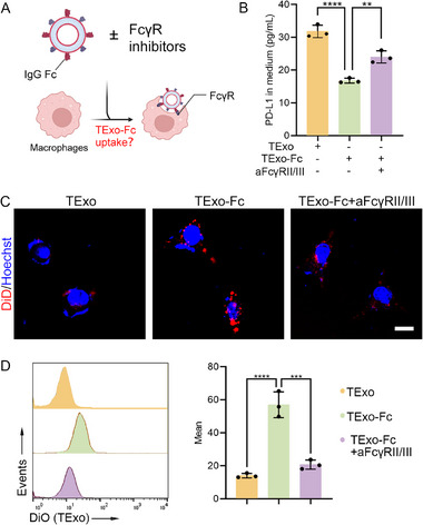 工程化外泌体 工程化外泌体